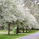 Okrasná jabloň (Malus) ´RED SENTINEL´ výška: 150-200 cm, obvod kmeňa 4/6 cm, kont. C10L